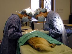 dog-debarking-surgery